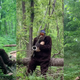 Illustration for article titled New footage confirms existence of Sasquatch, its love of laid-back saxophone jams